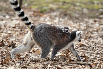 Ring-tailed lemur with cub