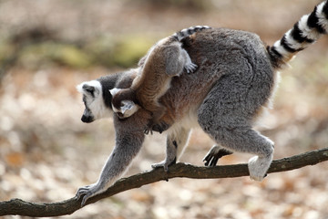 Ring-tailed lemur with cub © loflo