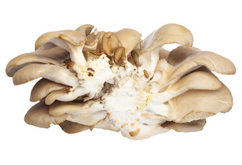 Oyster mushrooms on a white background