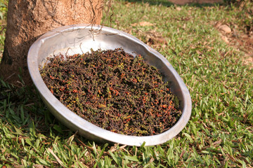 R&eacute;colte du poivre de Kampot - Cambodge