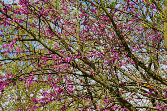 carrubo in fiore