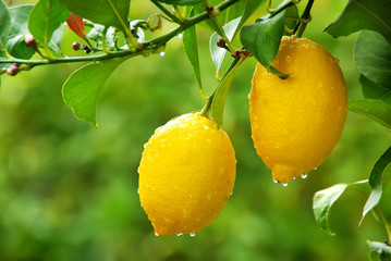 yellow lemons hanging on tree