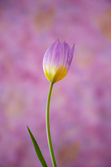 Naklejka premium Pink and Bright Yellow Tulip