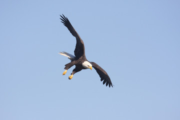 Adult Bald Eagle (haliaeetus leucocephalus) © Steve Byland