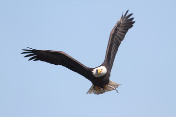 Fototapeta premium Adult Bald Eagle (haliaeetus leucocephalus)