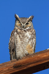 Great Horned Owl (Bubo virginianus)