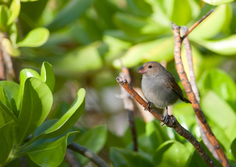 Female Lesser Antillean Bullfinch perched on a branch.