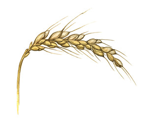 Watercolor illustration of wheat ear on white
