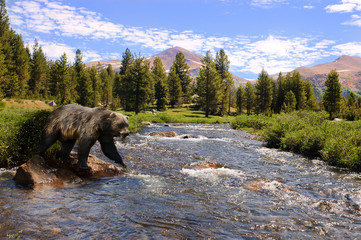 grizzly bear crossing river