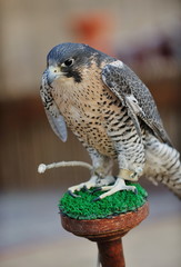 arab falcon bird