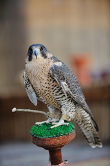 arab falcon bird