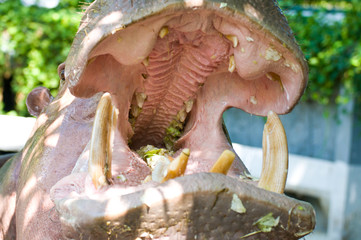 Hippo  Hippopotamus  open its mouth