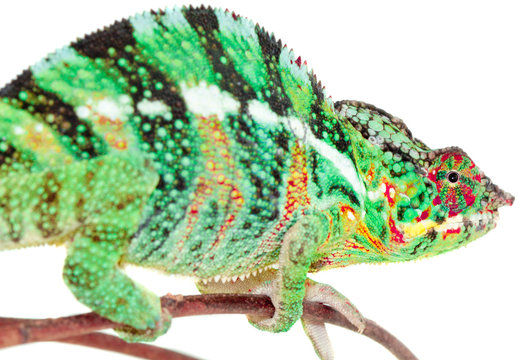 chameleo pardalis, caméléon panthère, Réunion