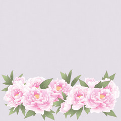 Fototapeta premium 芍薬