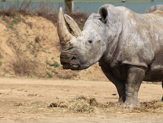 Obraz premium rhinocéros blanc