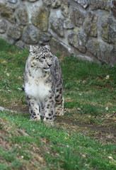 panthère des neiges