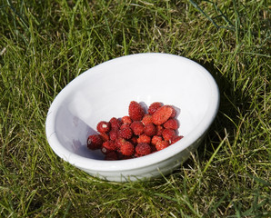 Wild Strawberries
