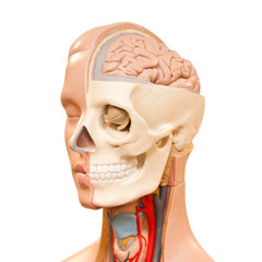 Human head anatomy picture