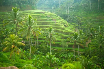 Crédence de cuisine en verre imprimé Indonésie Rice fields in a valley before sunrise on Bali island.