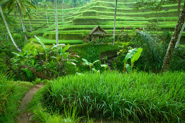 Tarrace de riz dans les montagnes à Bali, Indonésie.