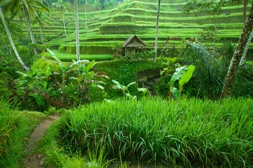 Photo sur Aluminium Indonésie Tarrace de riz dans les montagnes à Bali, Indonésie.