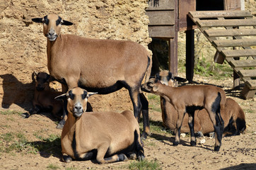 brown sheep of Cameroon (Ovis aries) with lamb
