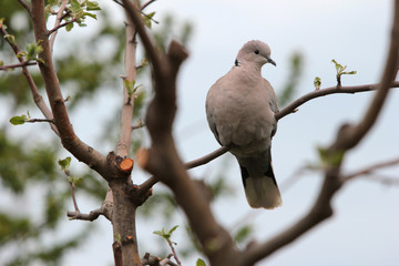 Turtle Dove