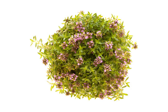Thyme Plant In Bloom Isolated