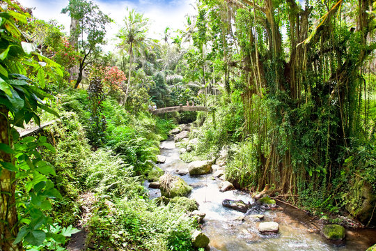 Incredible river flows in the jungle of Bali