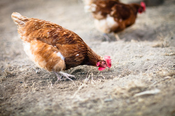 Closeup of a hen in a farmyard (Gallus gallus domesticus)