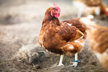 Closeup of a hen in a farmyard (Gallus gallus domesticus)