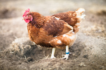 Closeup of a hen in a farmyard (Gallus gallus domesticus)