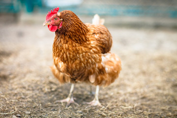 Closeup of a hen in a farmyard (Gallus gallus domesticus)
