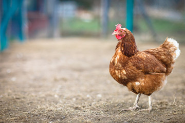 Closeup of a hen in a farmyard (Gallus gallus domesticus)