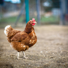 Closeup of a hen in a farmyard (Gallus gallus domesticus)