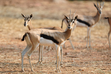 Thompson Gazelle