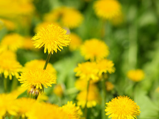 Dandelion