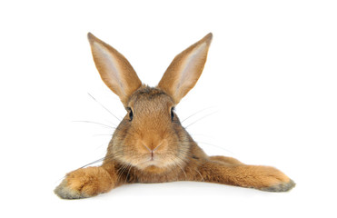 Fototapeta premium Brown Rabbit