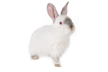 Gray rabbit