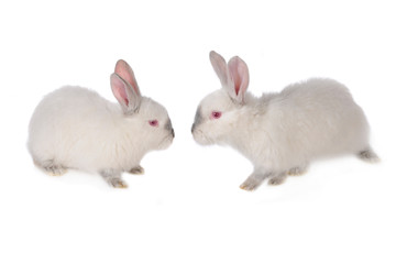 Two rabbits