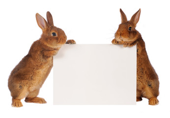 Fototapeta premium two rabbit