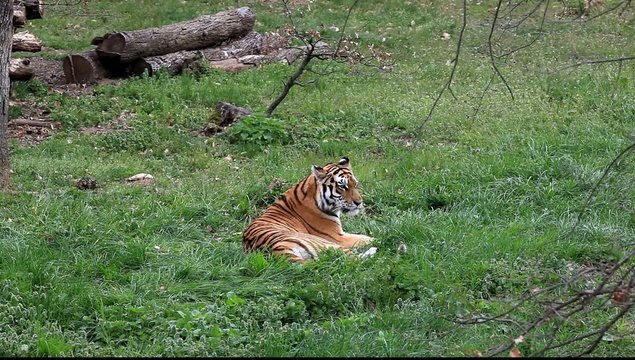 tigresse du bengale