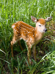 Deer Fawn