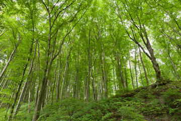 Fototapeta na wymiar las liściasty