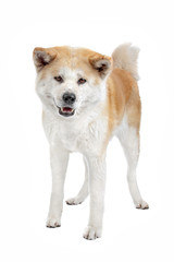 Akita Inu dog