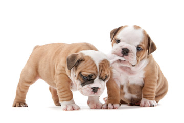 Fototapeta premium playing puppies