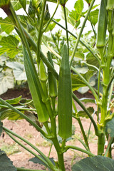 Obraz premium okra na drzewie