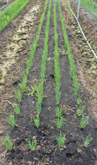 vegetable farm of harvesting green onion