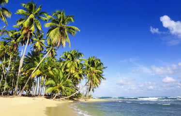 Fototapeta na wymiar Orzechy kokosowe palmy