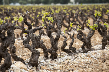 Pieds de vignes